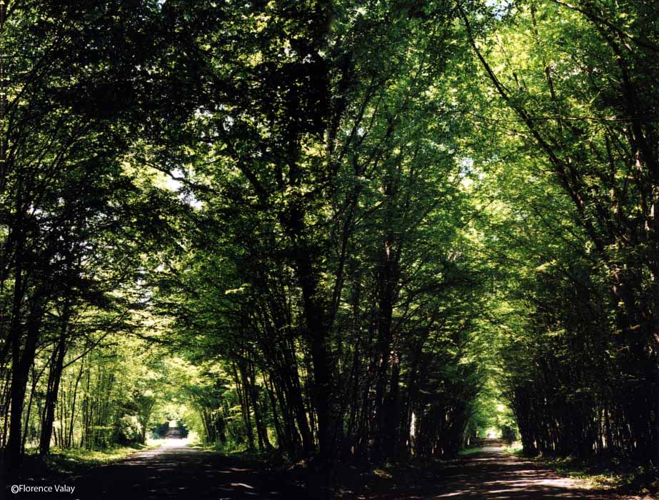 Promenade
